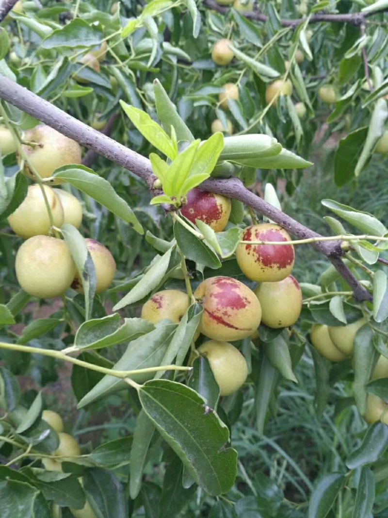 大荔冬枣
