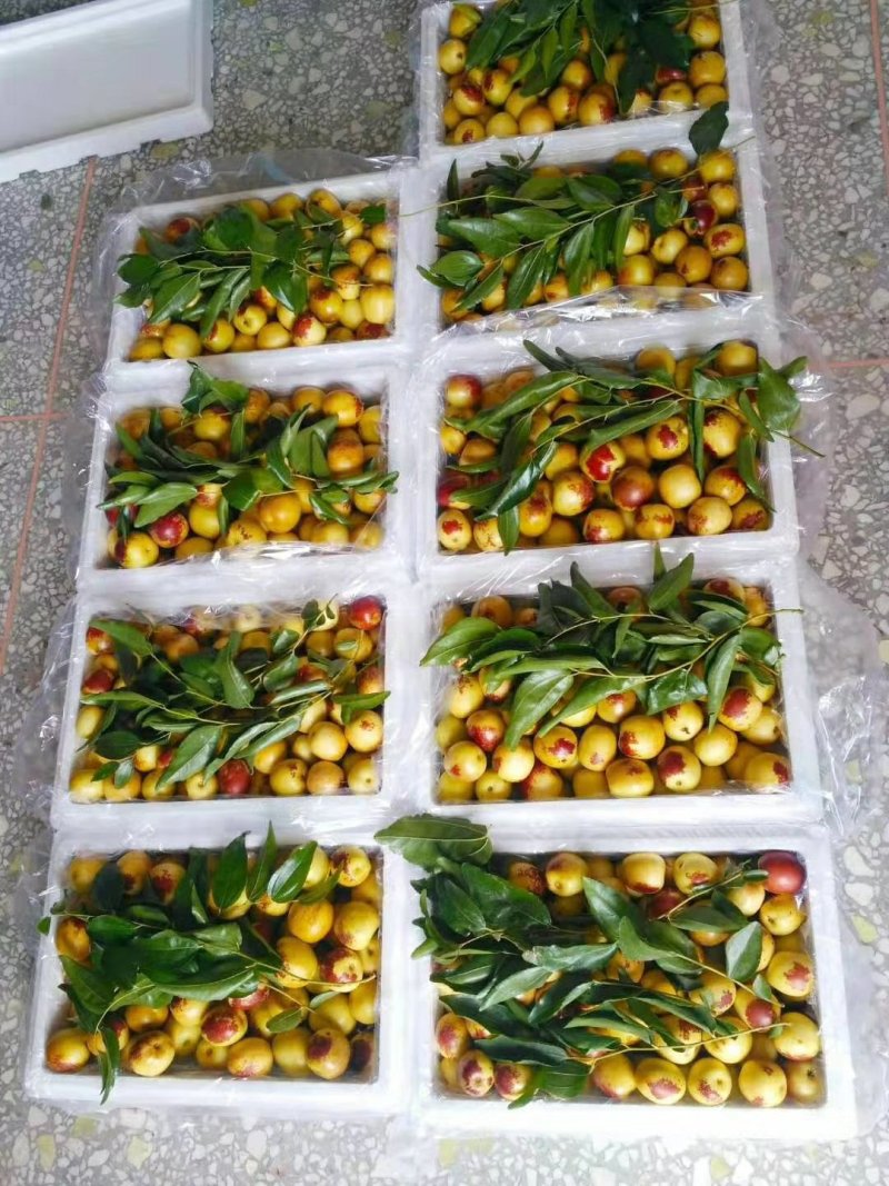 大荔冬枣