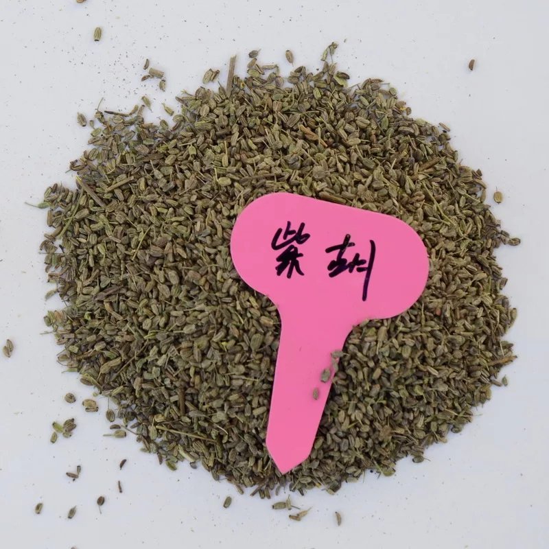 柴胡种子药材种子柴胡新种子新种柴胡