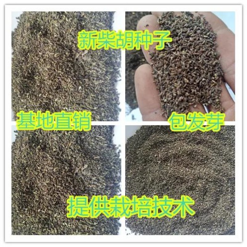 柴胡种子药材种子柴胡新种子新种柴胡