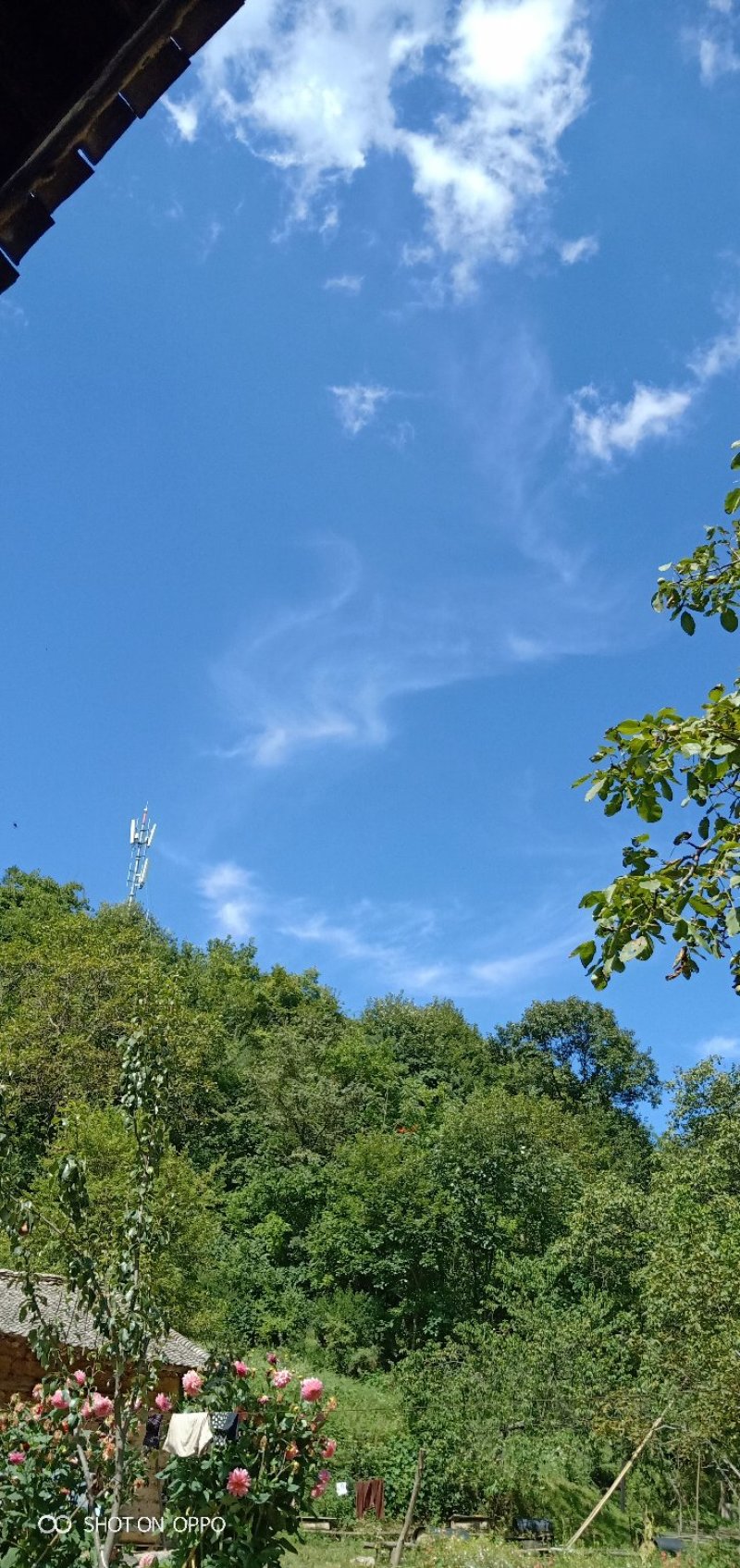 土蜂蜜，棒棒蜜，秦岭山脉特产