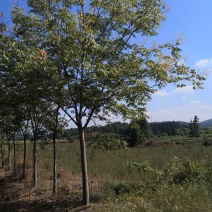 栾树