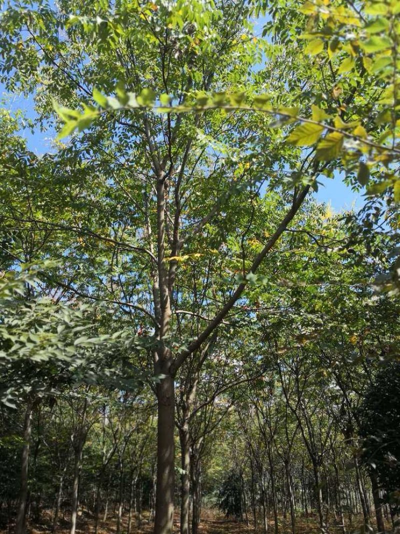 栾树