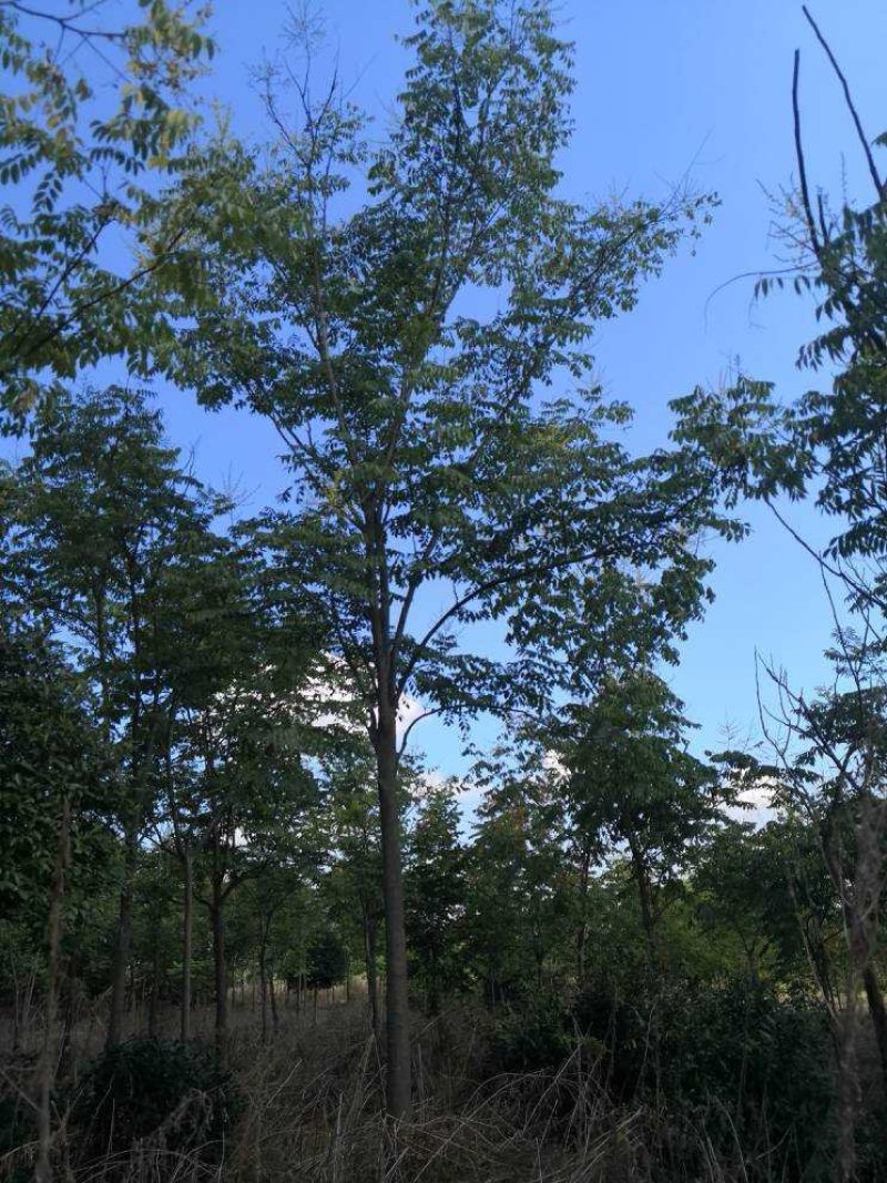 栾树