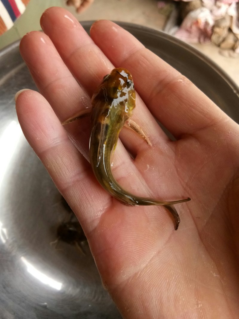 优质黄颡鱼(黄骨鱼)一手货源，无中间商。