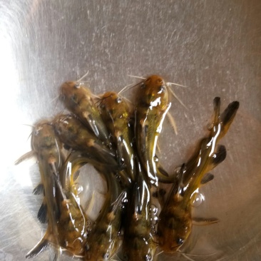优质黄颡鱼(黄骨鱼)一手货源，无中间商。