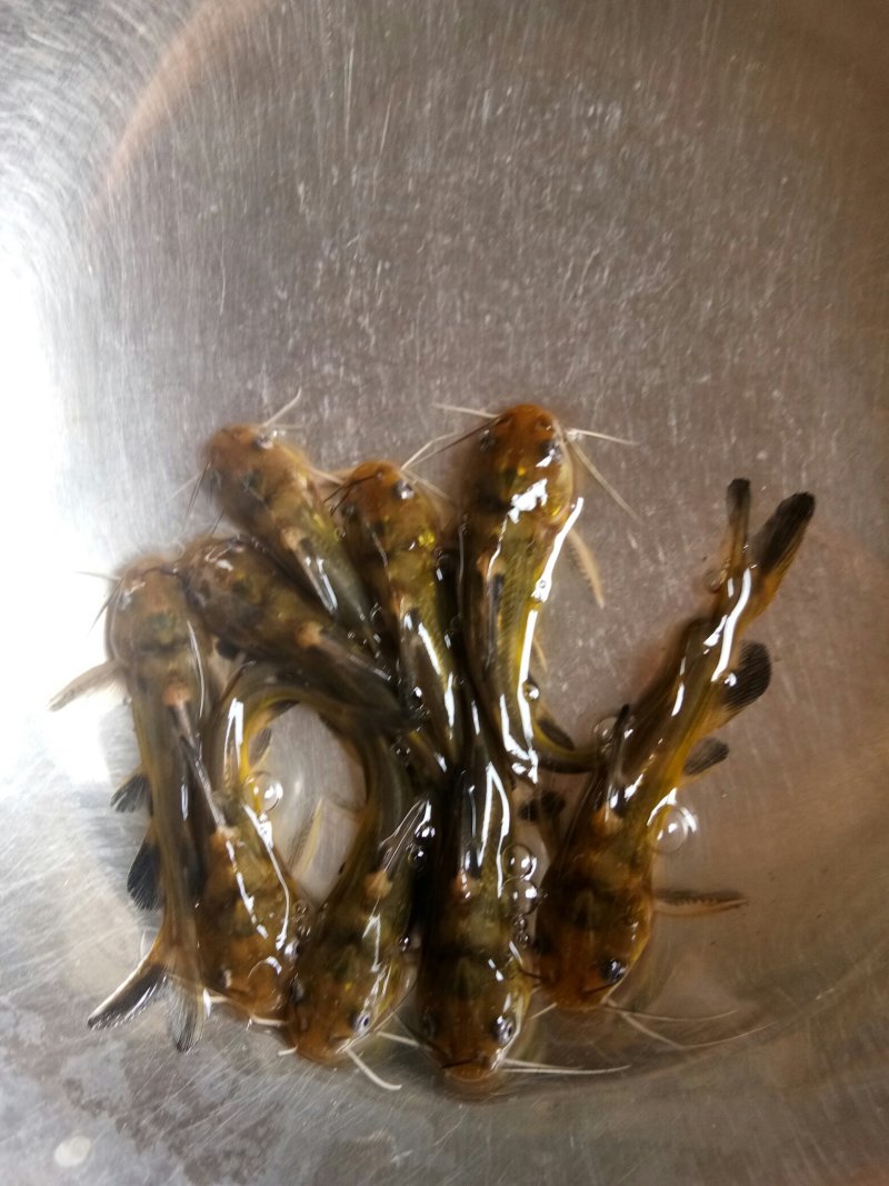 优质黄颡鱼(黄骨鱼)一手货源，无中间商。