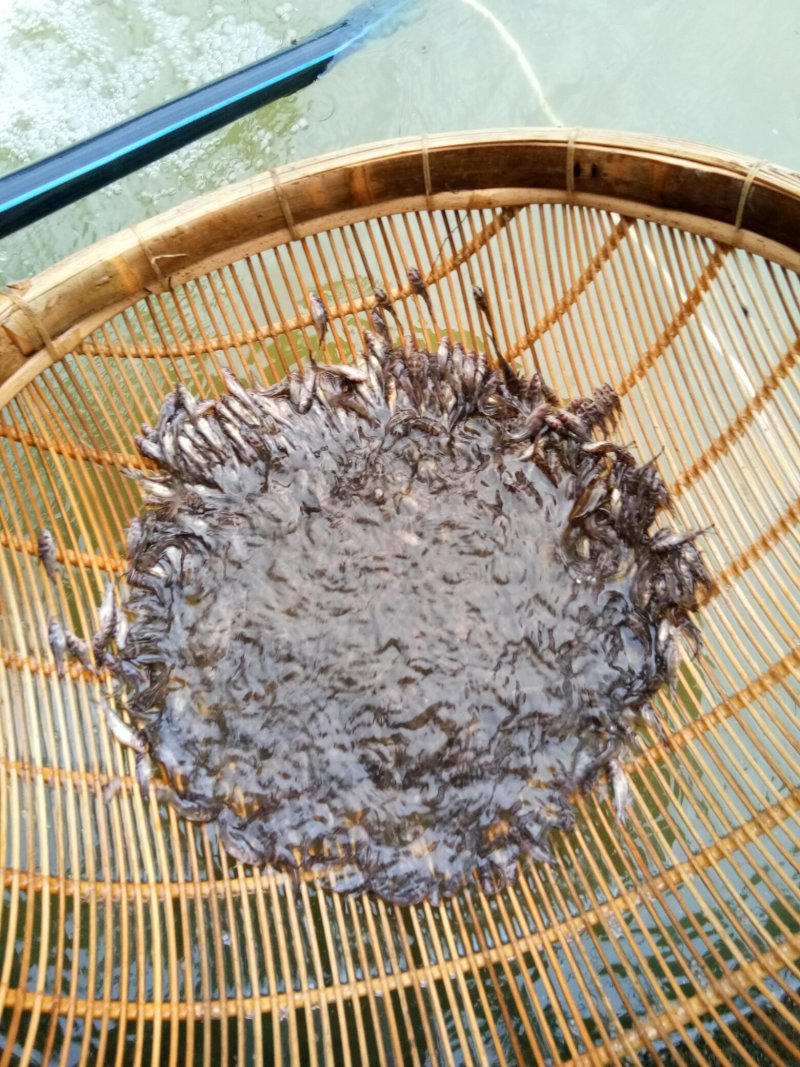 优质黄颡鱼(黄骨鱼)一手货源，无中间商。