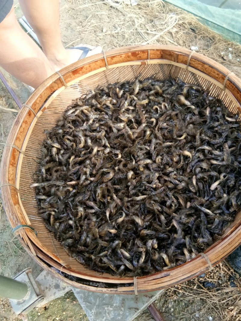 优质黄颡鱼(黄骨鱼)一手货源，无中间商。