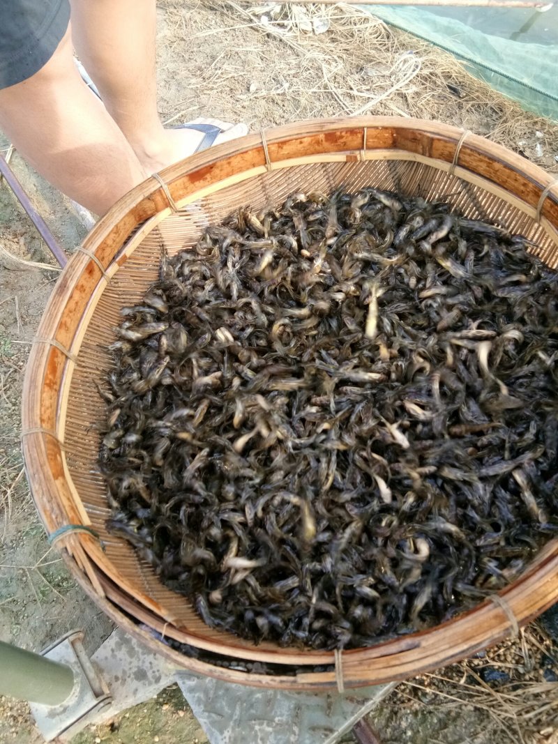 优质黄颡鱼(黄骨鱼)一手货源，无中间商。
