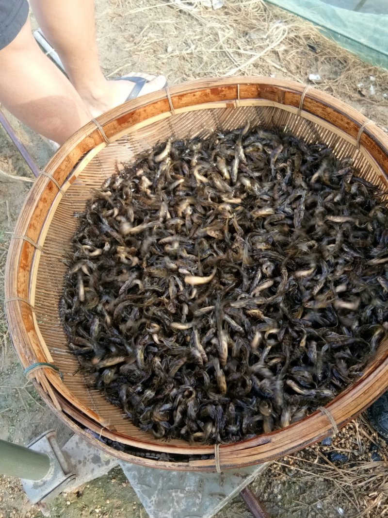 优质黄颡鱼(黄骨鱼)一手货源，无中间商。