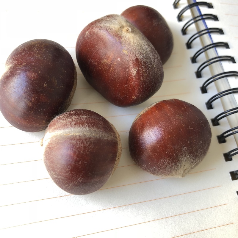 板栗新鲜板栗