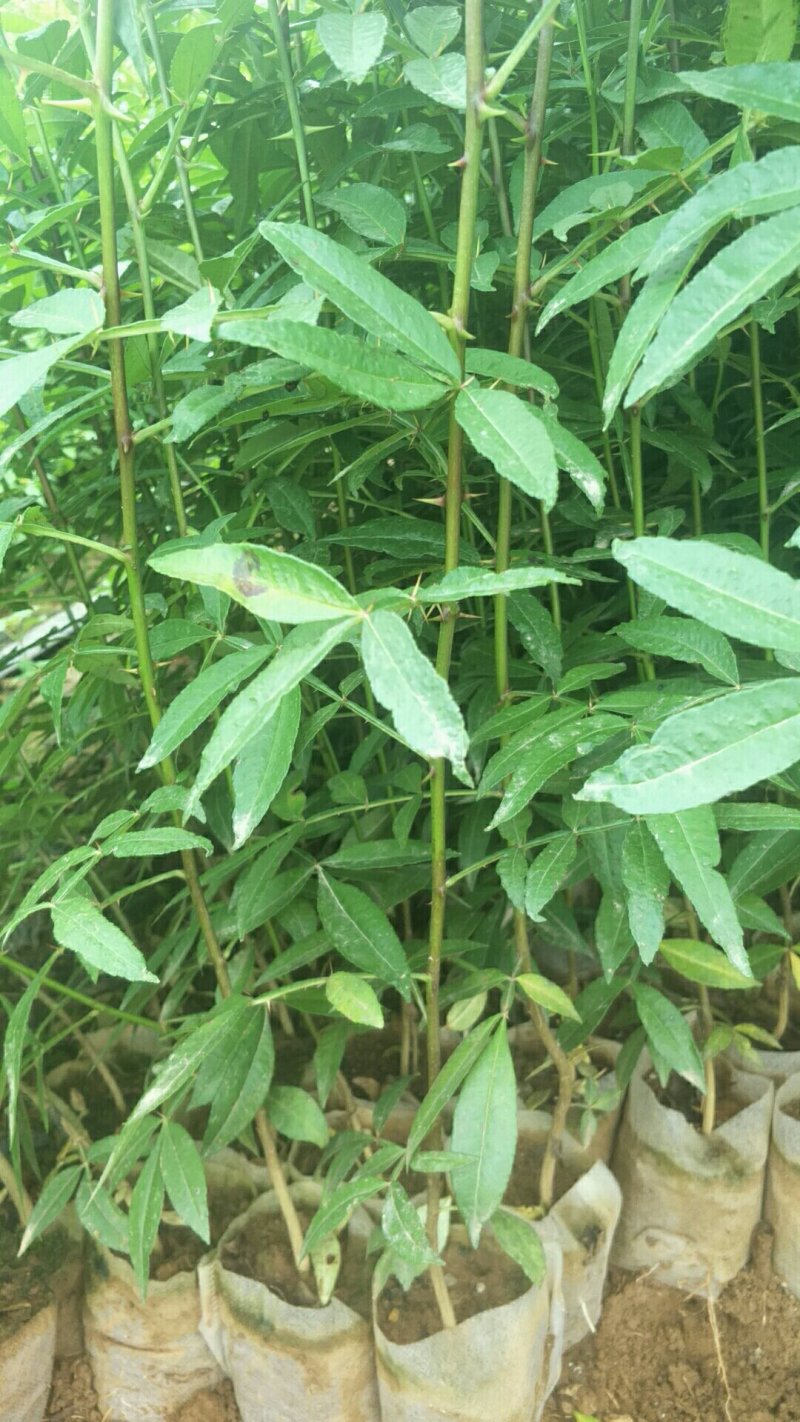 青花椒苗，九叶青花椒苗，基地直供品种保证质量保证