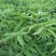 青花椒苗，九叶青花椒苗，基地直供品种保证质量保证