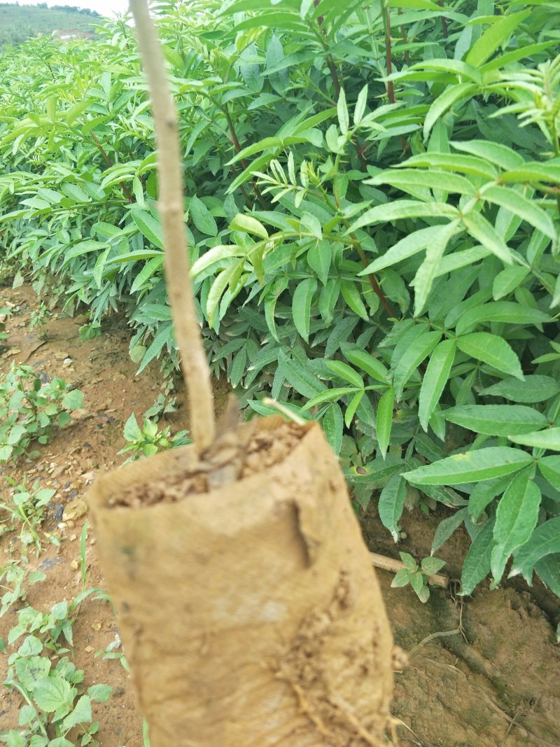 青花椒苗，九叶青花椒苗，基地直供品种保证质量保证
