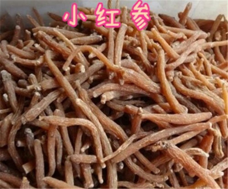 小红参千余品种供应承接订单