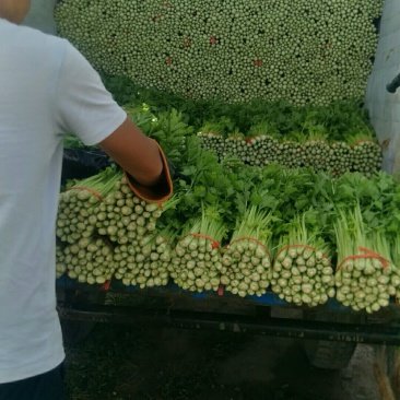 芹菜