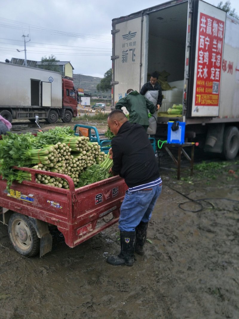 芹菜