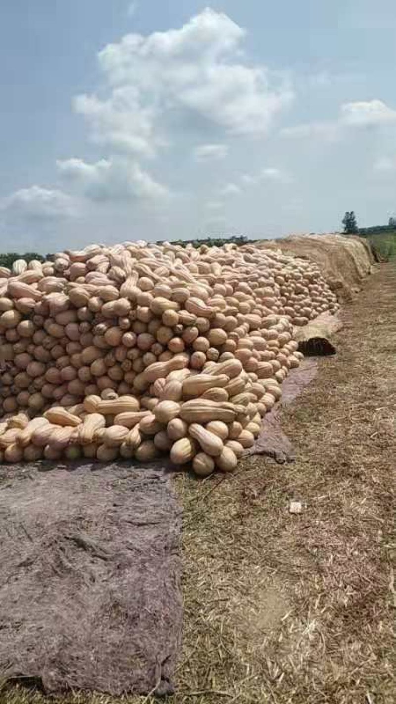 安徽蜜本南瓜，基地发货，甜甜糯糯的，量大从优。