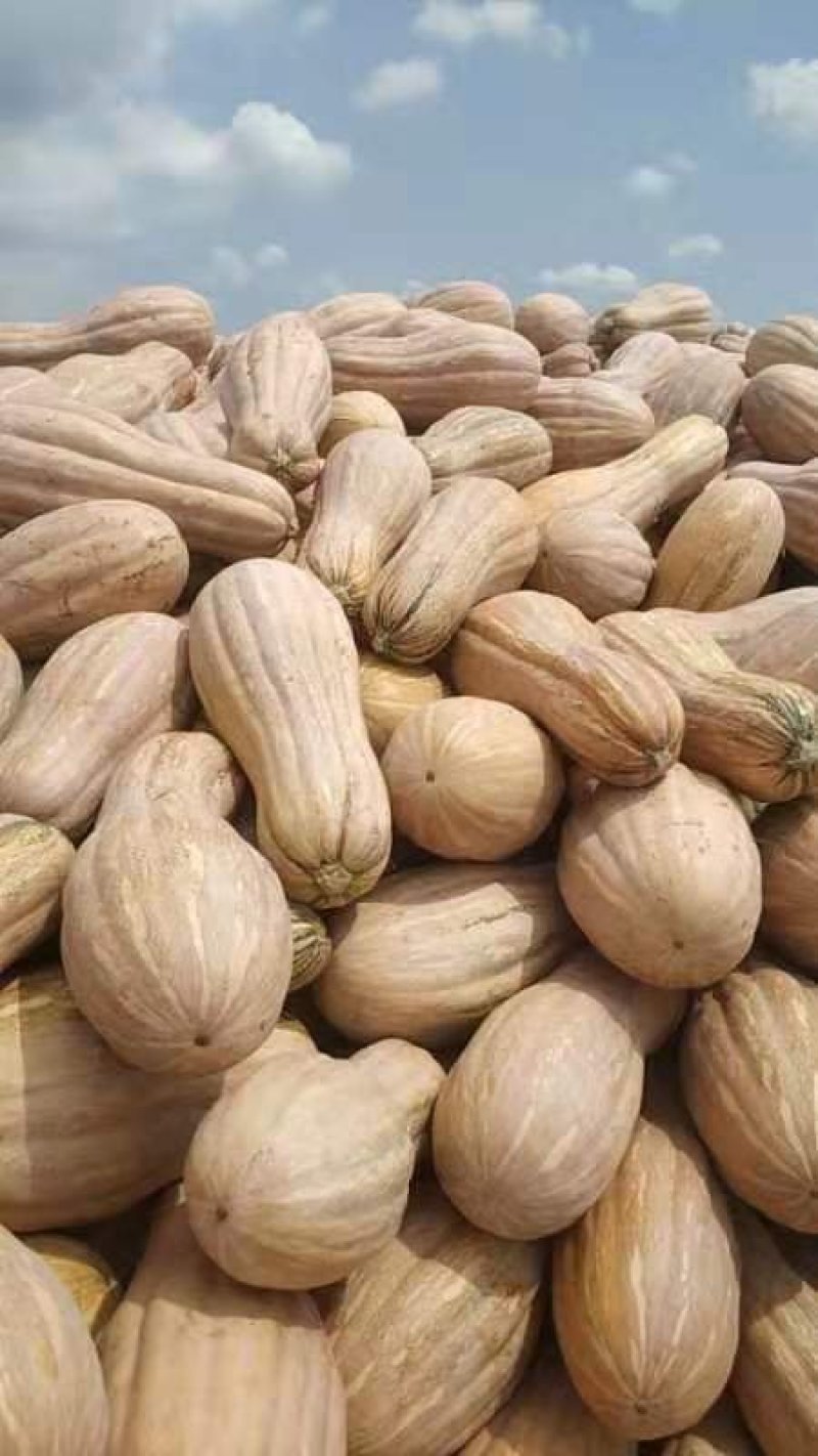 安徽蜜本南瓜，基地发货，甜甜糯糯的，量大从优。
