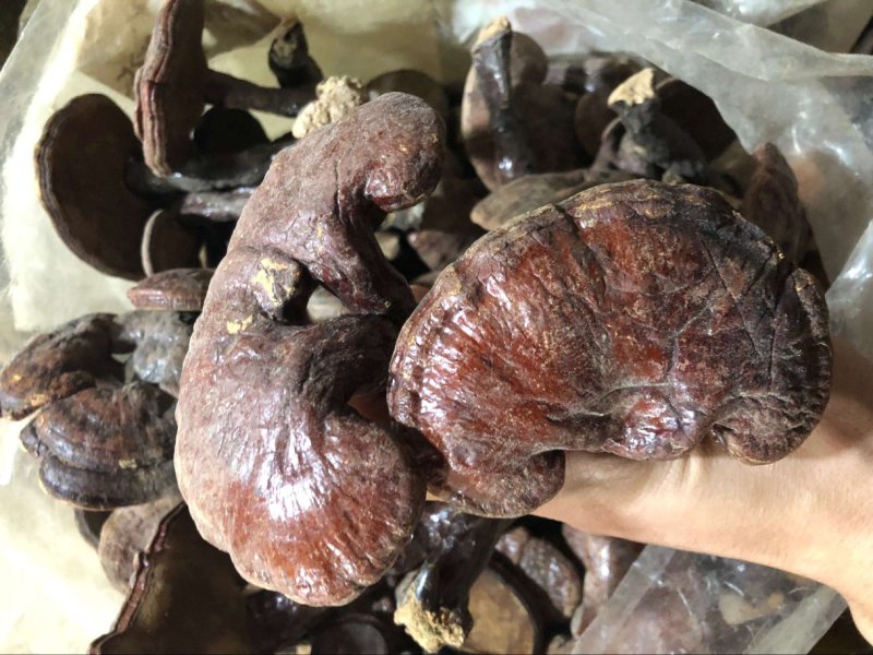 红灵芝赤灵芝大量批发