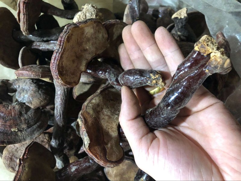 红灵芝赤灵芝大量批发