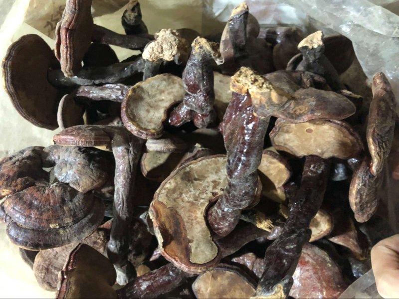 红灵芝赤灵芝大量批发
