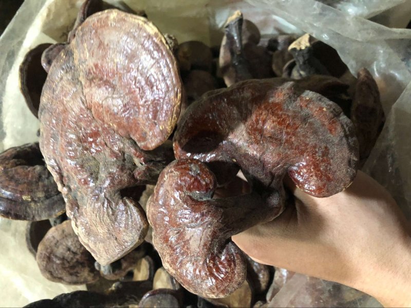 红灵芝赤灵芝大量批发