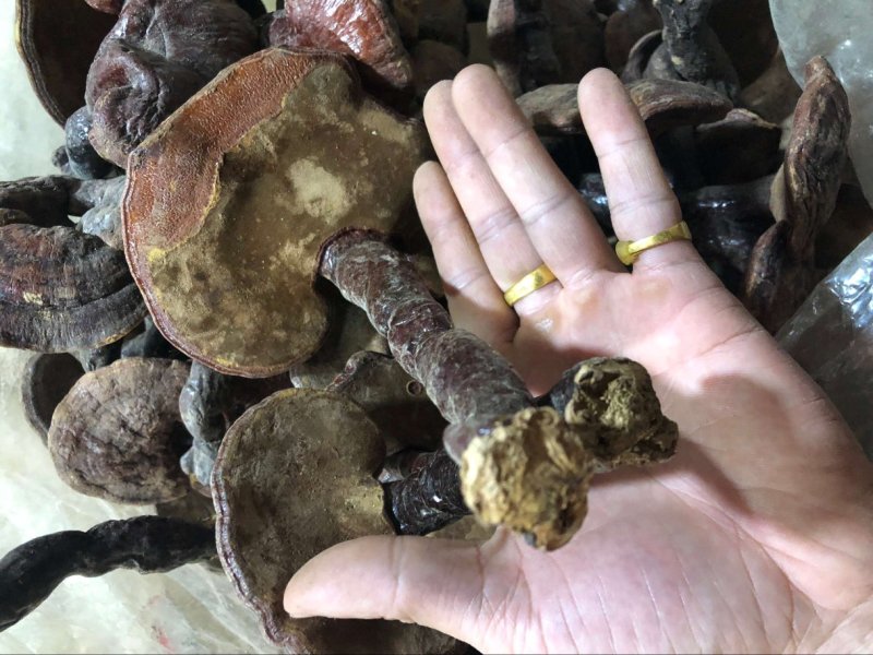 红灵芝赤灵芝大量批发