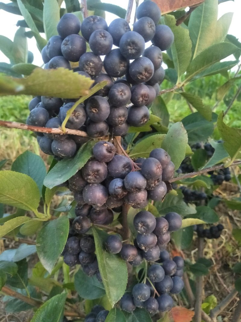 腺肋黑果花楸干果/不老莓