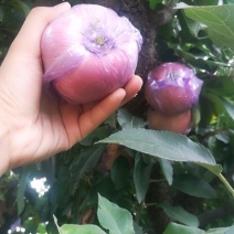 优质苹果🍎