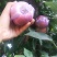 优质苹果🍎