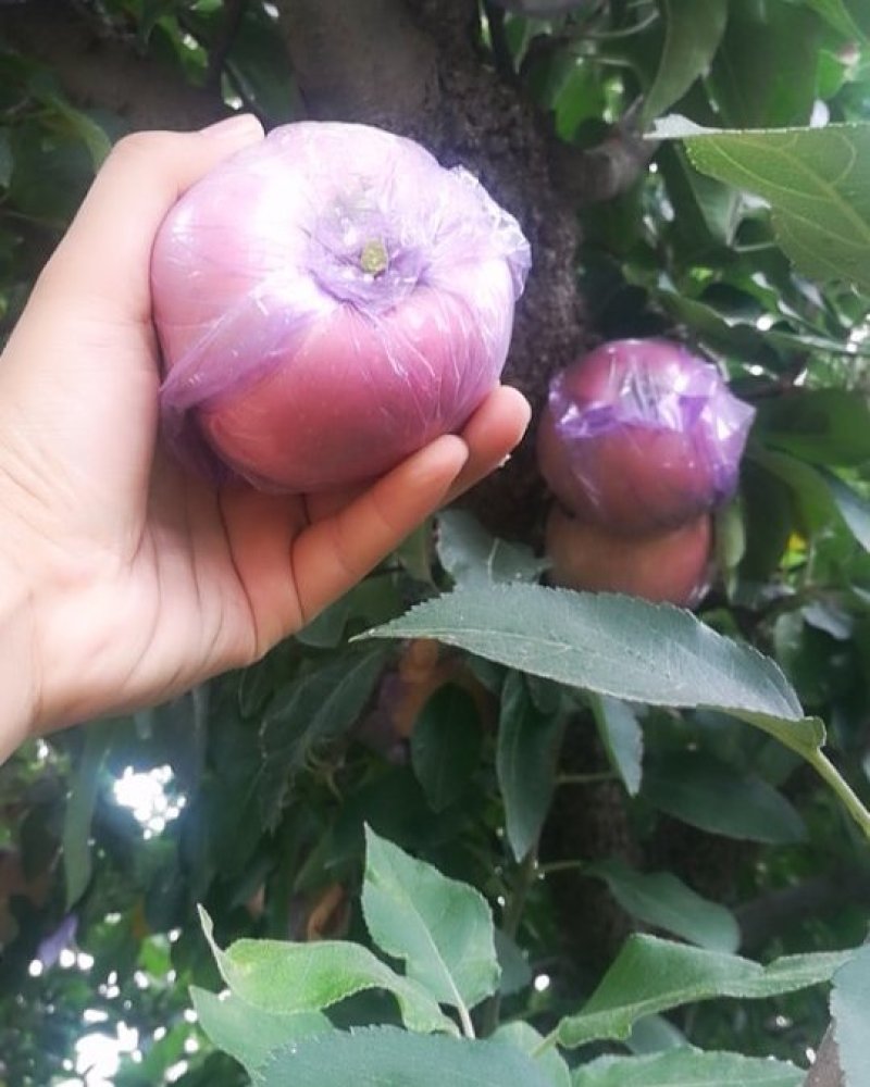 优质苹果🍎