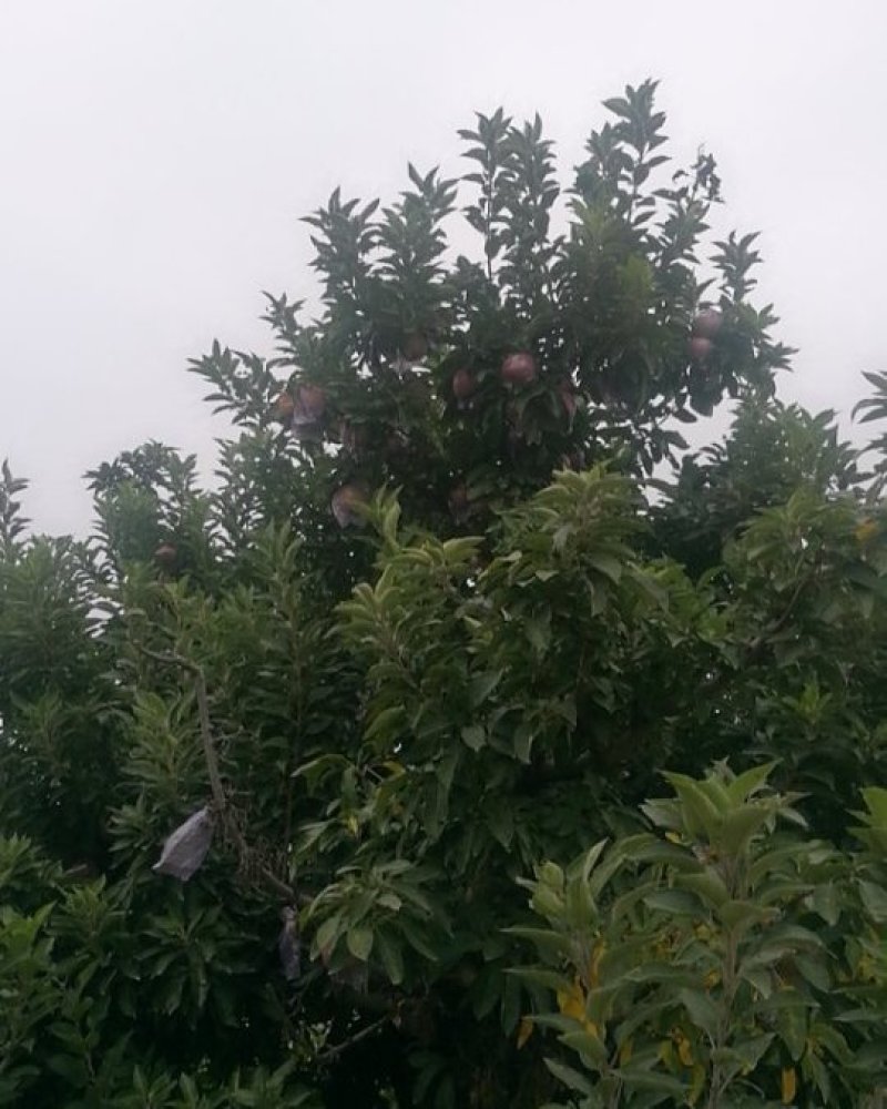 优质苹果🍎