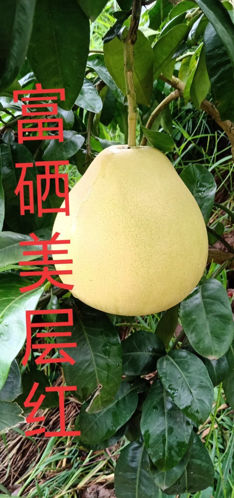 富硒美层红