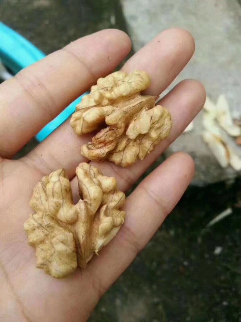 新平老树核桃，香味足，颗颗饱满