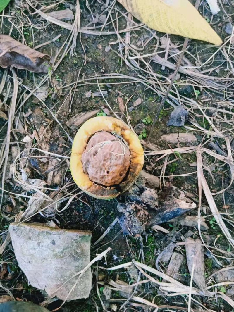 新平老树核桃，香味足，颗颗饱满