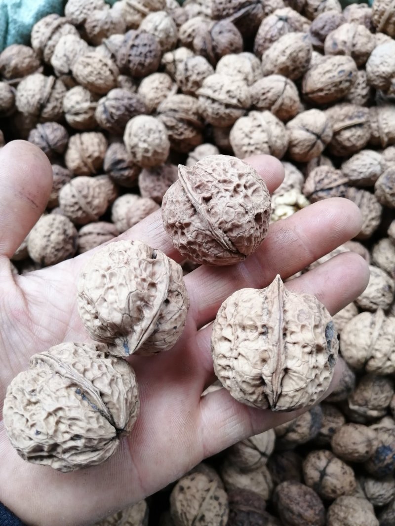 新平老树核桃，香味足，颗颗饱满