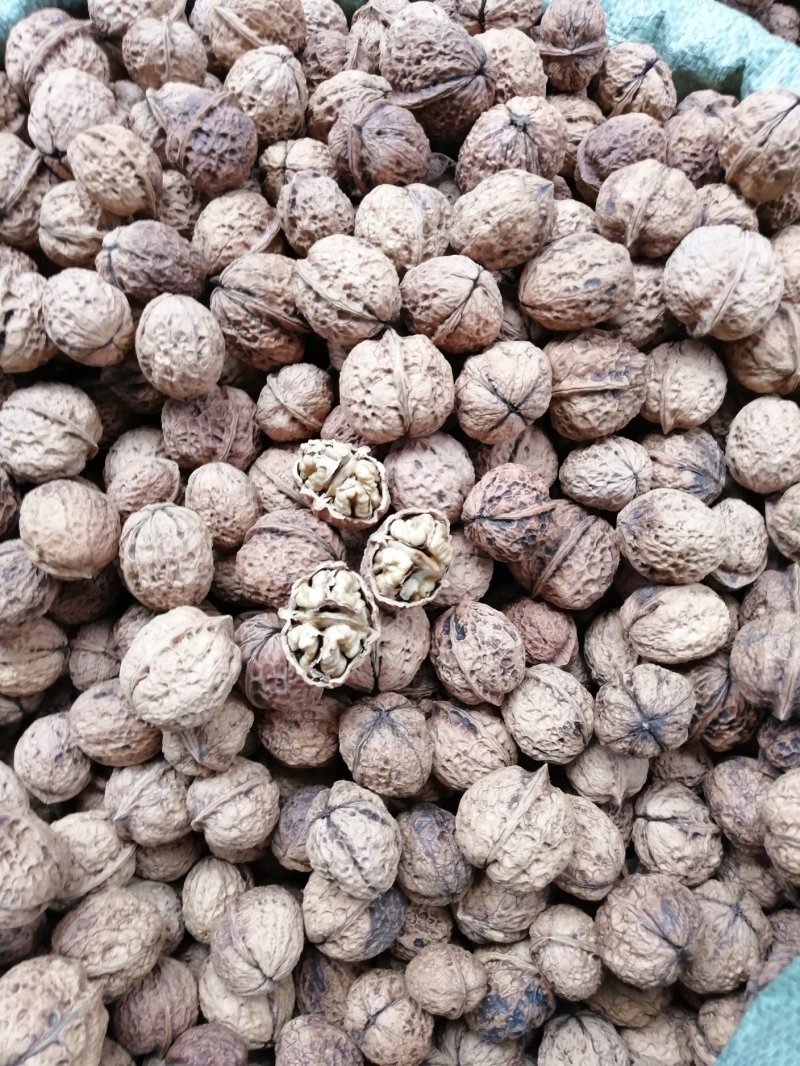 新平老树核桃，香味足，颗颗饱满