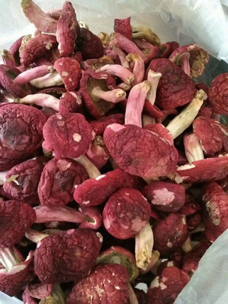 红菇
