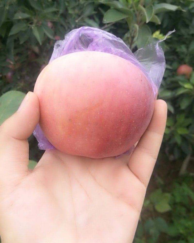 优质苹果🍎