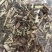 【忍冬藤】忍冬藤量大从优物美价廉产地直供