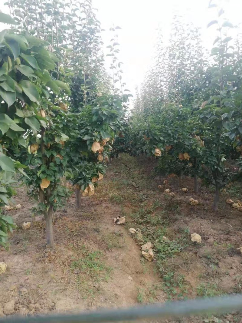 梨树苗占地梨树晚秋黄梨梨树苗占地桃树桃树苗