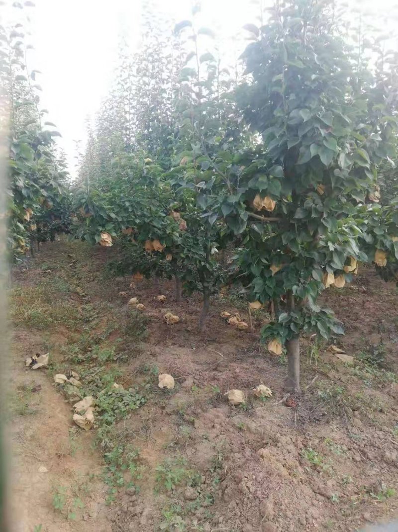 梨树苗占地梨树晚秋黄梨梨树苗占地桃树桃树苗