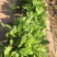 富贵菜种苗盆栽蔬菜多年生绿叶明月草种苗白凤菜