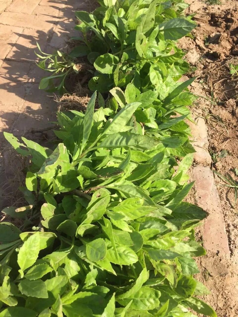 富贵菜种苗盆栽蔬菜多年生绿叶明月草种苗白凤菜