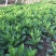 富贵菜种苗盆栽蔬菜多年生绿叶明月草种苗白凤菜