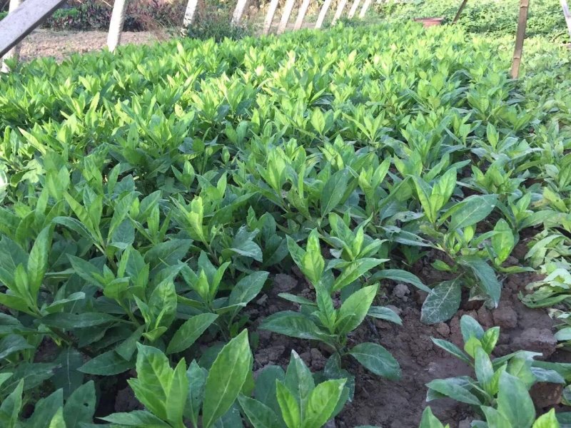 富贵菜种苗盆栽蔬菜多年生绿叶明月草种苗白凤菜