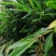 鲜果香砂仁