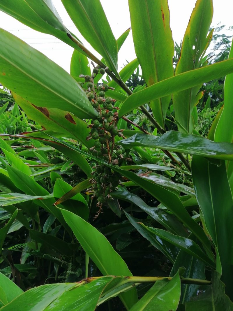 鲜果香砂仁